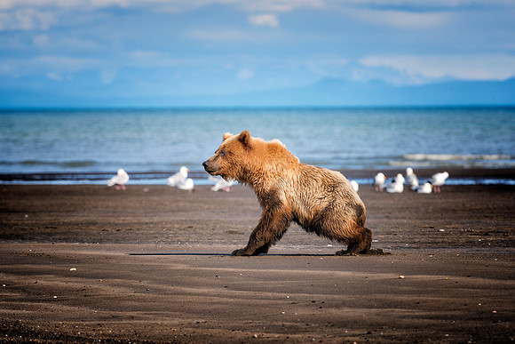 Brown Bear - Alaska