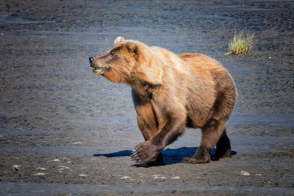 Brown Bear - Alaska