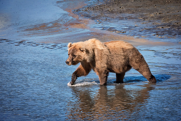 Brown Bear - Alaska