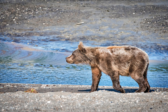 Brown Bear - Alaska
