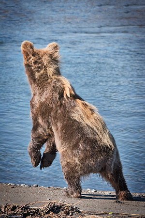 Brown Bear - Alaska