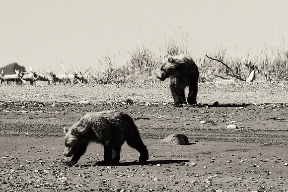 Brown Bear - Alaska
