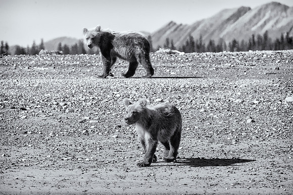 Brown Bear - Alaska
