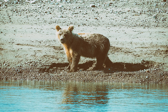 Brown Bear - Alaska