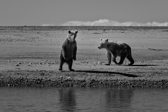 Brown Bear - Alaska