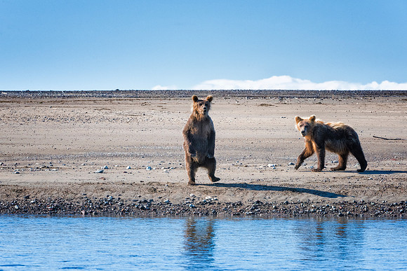 Brown Bear - Alaska