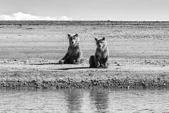 Brown Bear - Alaska