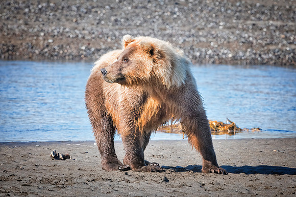Brown Bear - Alaska