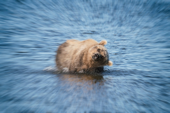 Brown Bear - Alaska