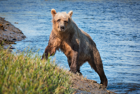 Brown Bear - Alaska
