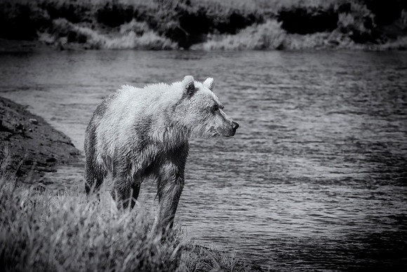 Brown Bear - Alaska