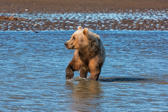 Brown Bear - Alaska
