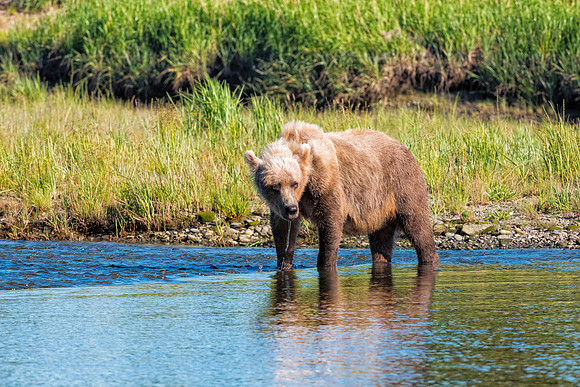 Brown Bear - Alaska