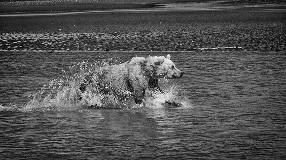 Brown Bear - Alaska