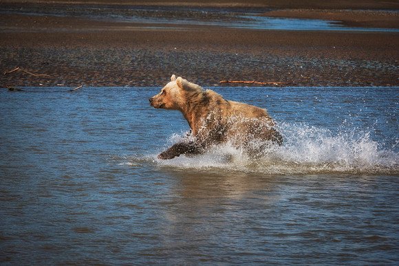Brown Bear - Alaska