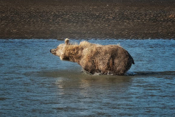 Brown Bear - Alaska