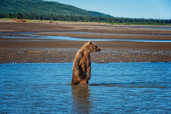 Brown Bear - Alaska