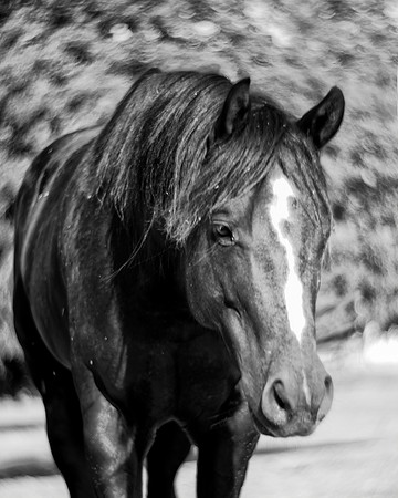 Bertazzoni, Texas, artistic, "black & white", head, horse, nature, nikon, "old plaque", mustang, Nikon, artistic, prairie, "far west"