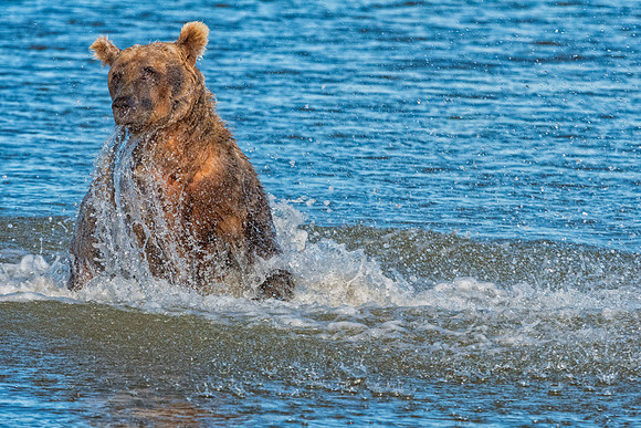Brown Bear - Alaska