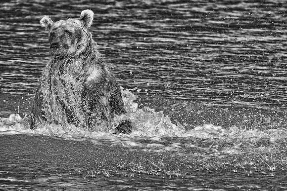 Brown Bear - Alaska