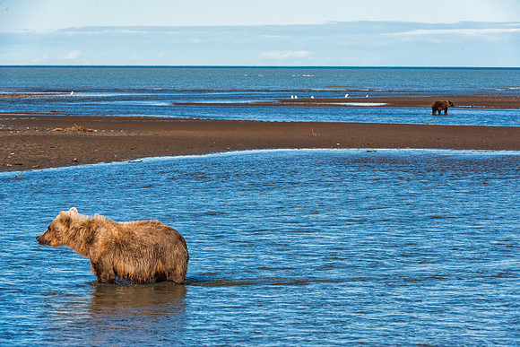 Brown Bear - Alaska