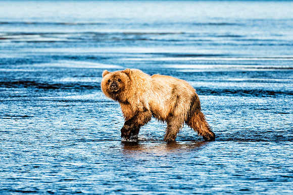 Brown Bear - Alaska