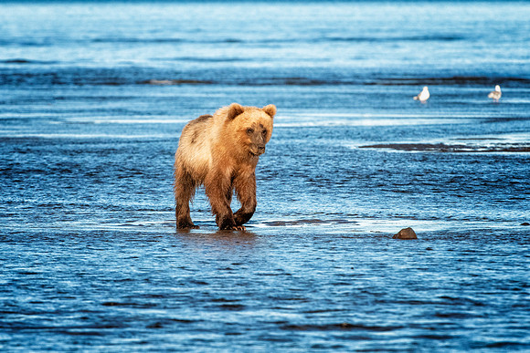Brown Bear - Alaska