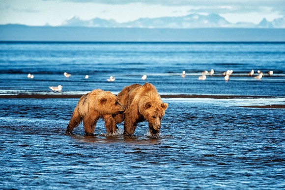 Brown Bear - Alaska