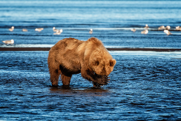 Brown Bear - Alaska