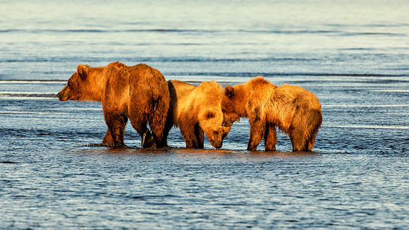 Brown Bear - Alaska