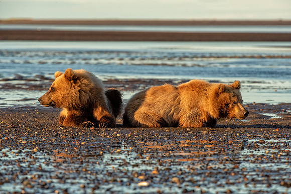Brown Bear - Alaska