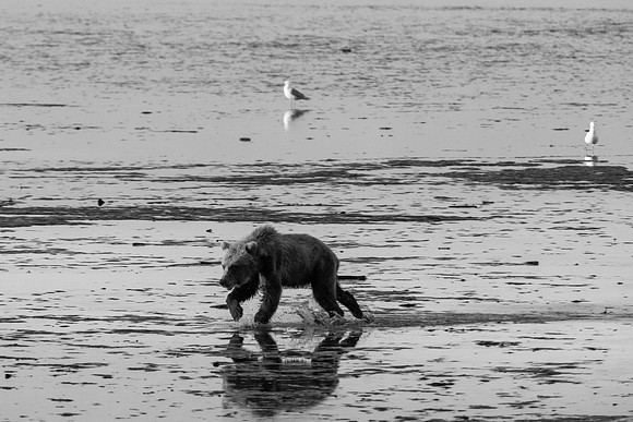 Brown Bear - Alaska
