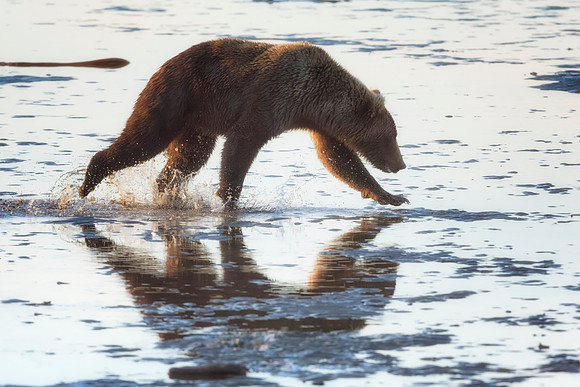 Brown Bear - Alaska