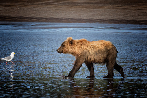 Brown Bear - Alaska