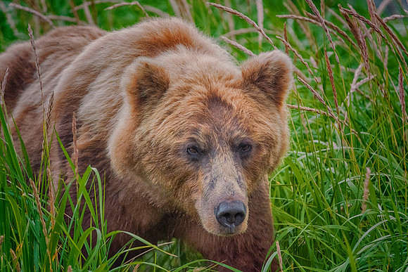 Brown Bear - Alaska