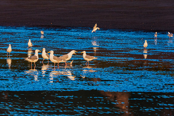 Herring Gull - Alaska