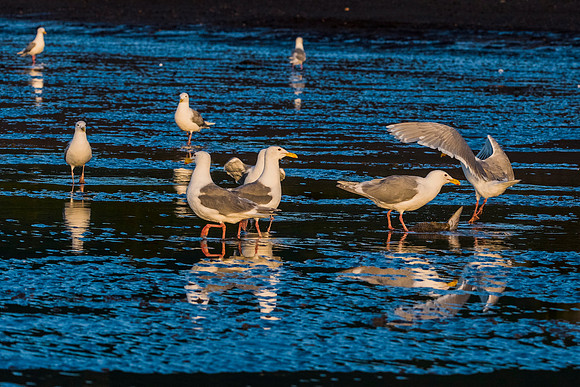 Herring Gull - Alaska