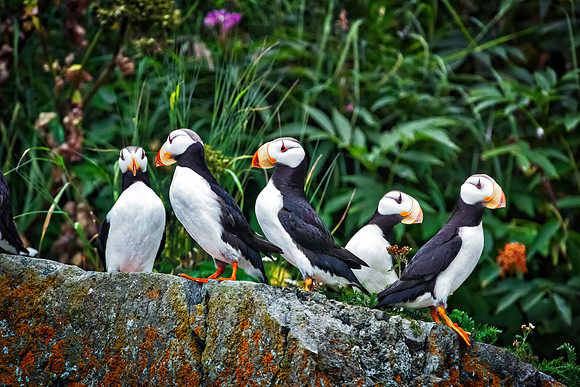 Horned Puffins - Alaska