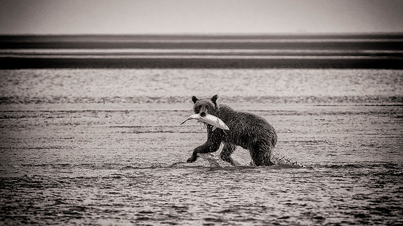 Brown Bear - Alaska