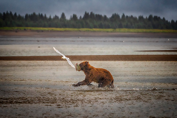 Brown Bear - Alaska