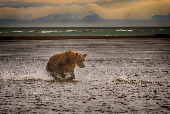 Brown Bear - Alaska