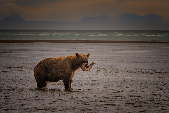 Brown Bear - Alaska