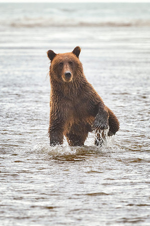 Brown Bear - Alaska