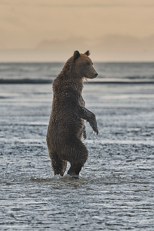 Brown Bear - Alaska