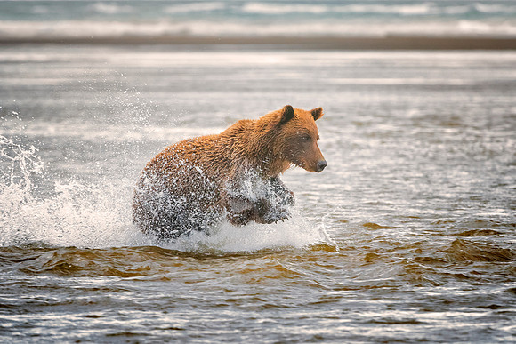 Brown Bear - Alaska