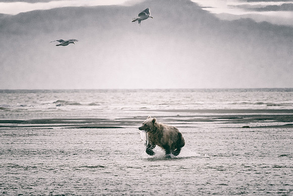Brown Bear - Alaska