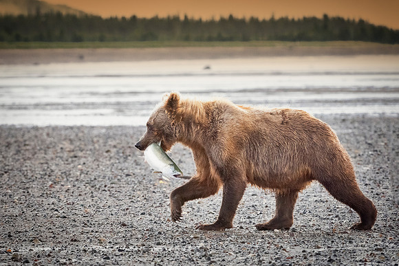 Brown Bear - Alaska