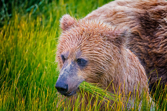 Brown Bear - Alaska