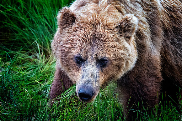 Brown Bear - Alaska