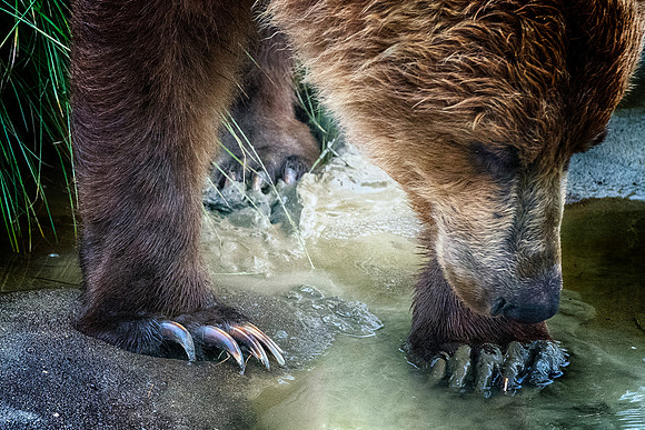 Brown Bear - Alaska